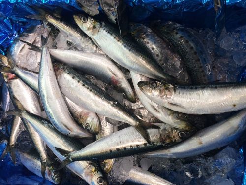 sardines sardine ice