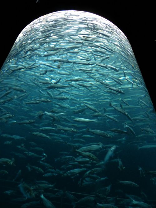 sardines fish swarm
