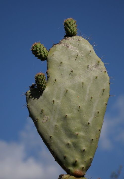sardinia cactus plant