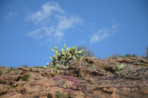 sardinia cactus plant