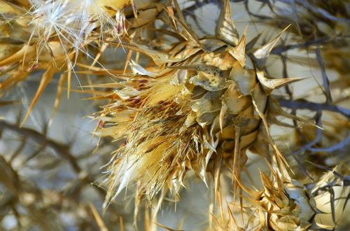 sardinia plant prickly