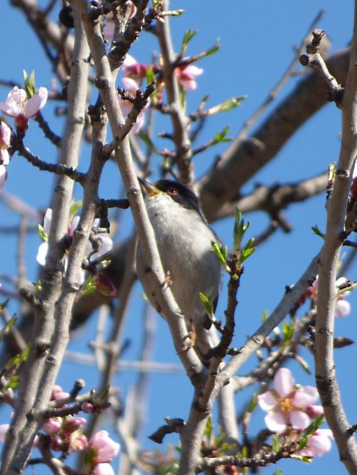 sardinian warbler tallarol capnegre bird