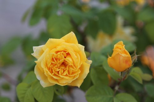 sarıgül  flower  plant