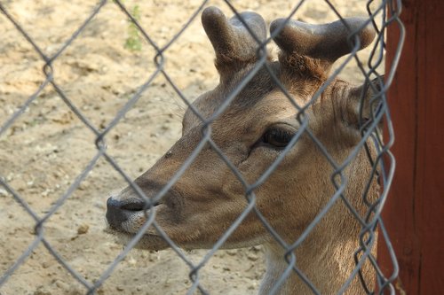 sarna  zoo  the deer