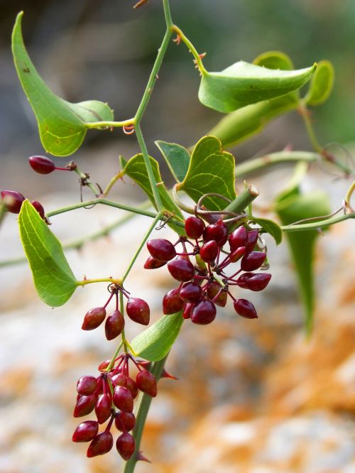 sarsaparilla plant wildlife berries