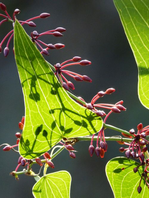 sarsaparilla berry leaf