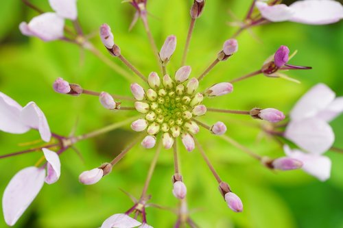 sarubia  flower  nature