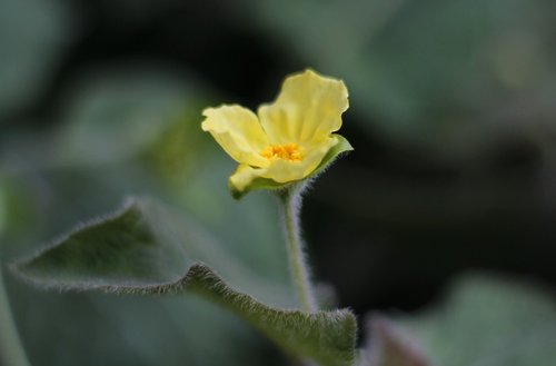 saruma henryii  yellow  flower