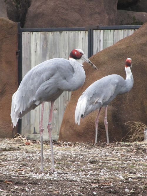 sarus cranes close up birds
