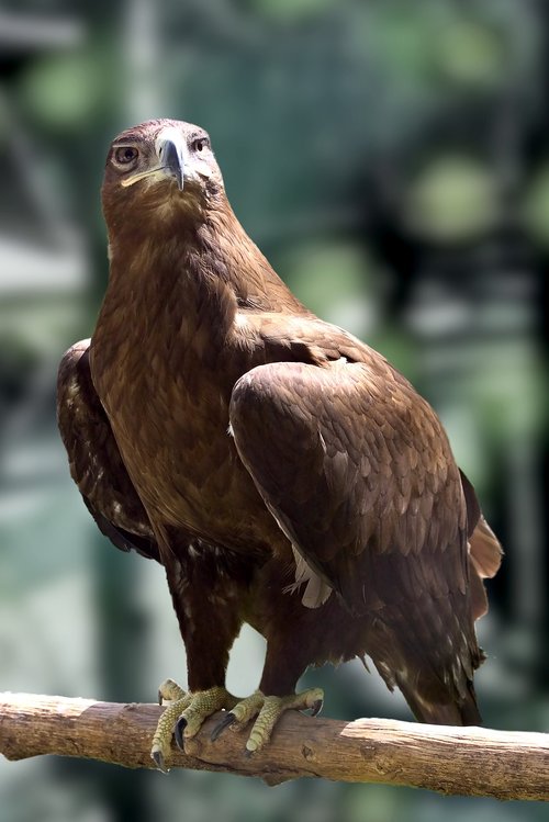 sas  predator  bird