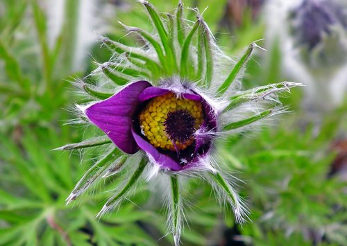 sasanka  flower  spring