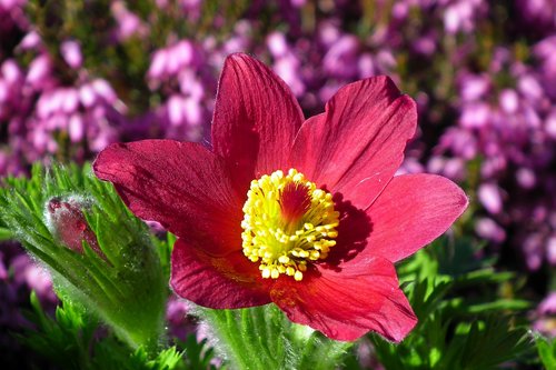 sasanka  garden  flower