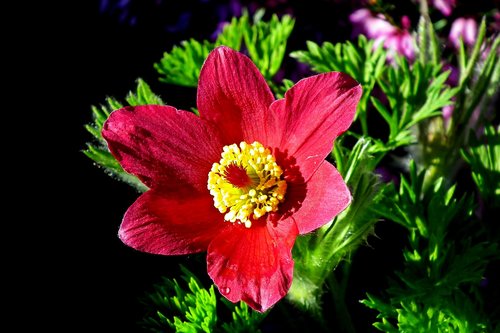 sasanka  red  flower