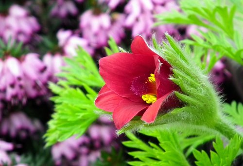 sasanka  flower  red