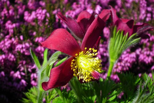 sasanka  flower  red