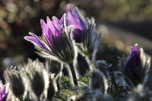 sasanka  spring  nature