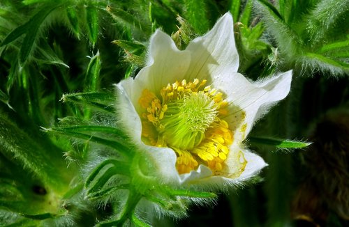 sasanka  flower  white