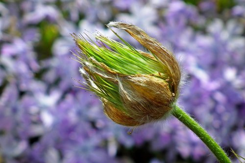 sasanka  flower  przekwitnięty