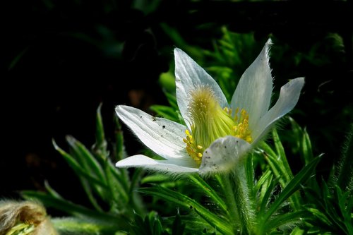 sasanka  flower  white