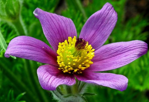sasanka  purple  flower