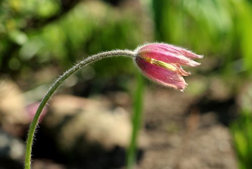 sasanka  spring flowers  figure