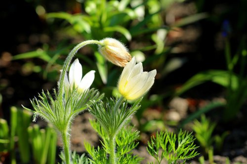 sasanka  sasanki  spring flowers