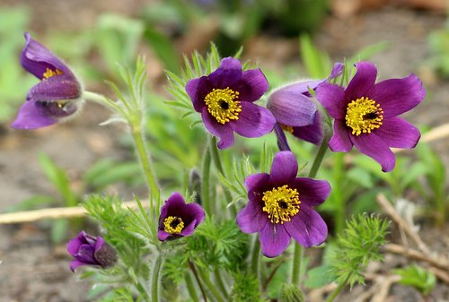 sasanki  spring flowers  violet