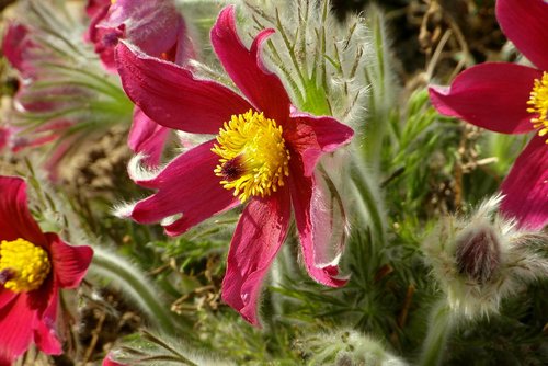 sasanki  flowers  garden