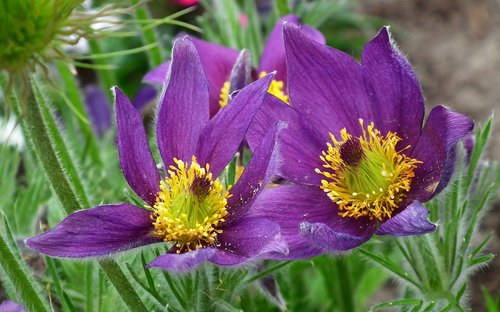 sasanki  violet  spring