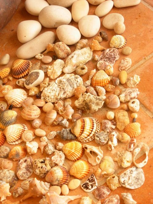 Stones And Shells