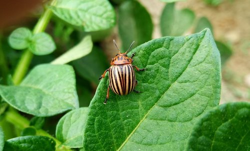 satellite potato  insect  beetle