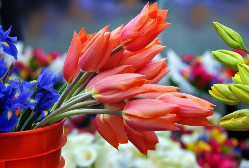 saturday market tulips flowers