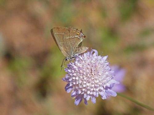 satyrium esculi wild flower libar