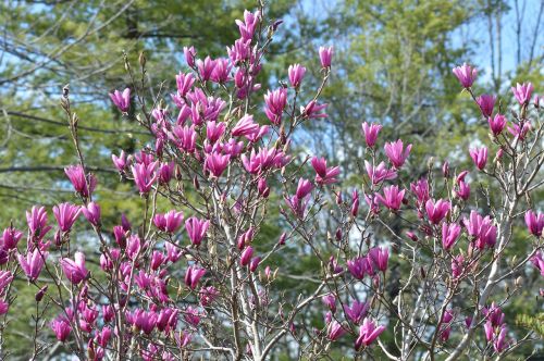 saucer magnolia japanese magnolia tulip tree