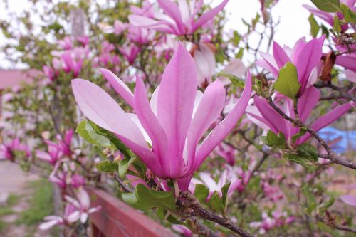 saucer magnolia magnolia tree