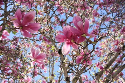 saucer magnolia magnolia tree