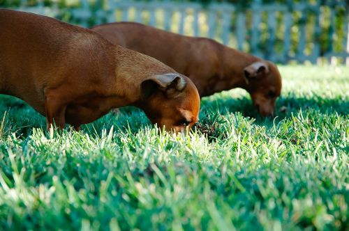 sausage dogs dachshunds dogs