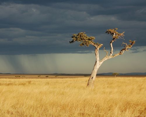 savanna africa kenya