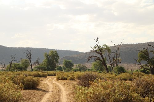 savanna  safari  africa