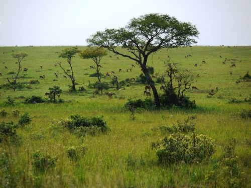 savannah uganda wild animals