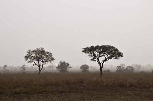 savannah  nature  landscape