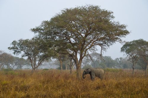 savannah  africa  elephant