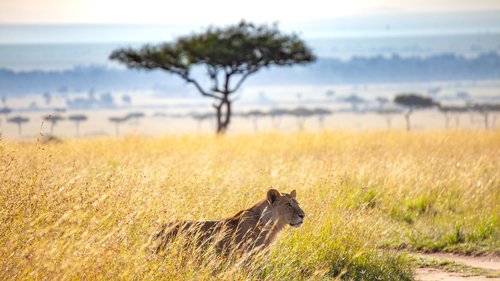 savannah  kenya  lion