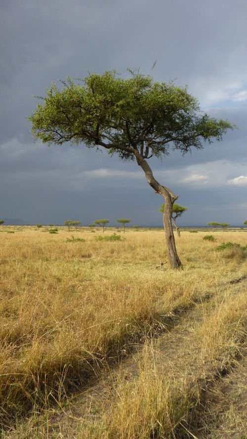 savannah tree africa