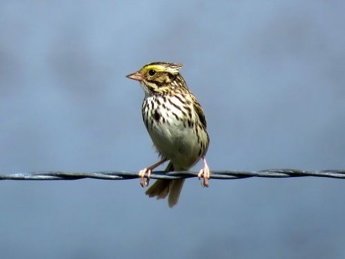savannah sparrow wild bird birding