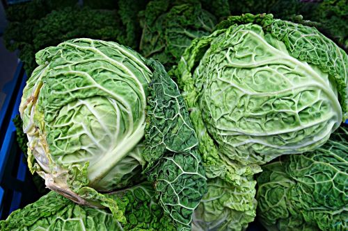 savoy cabbage cabbage brassica oleracea