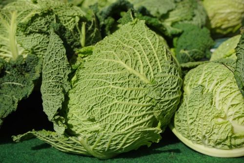 savoy cabbage savoy vegetables