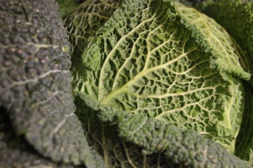 savoy cabbage kohl healthy