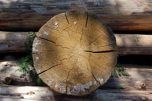 saw cut tree old tree