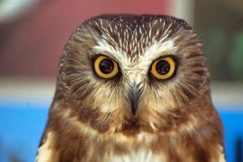 saw-whet owl  owl  bird